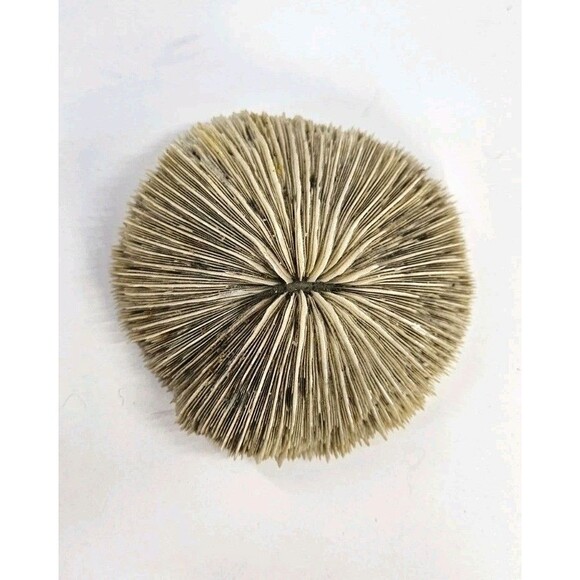 Vtg Mixed Lot of 3 Big 4" to 6" Seashells Crafts Home Beach Ocean Decor Unique - Picture 10 of 16